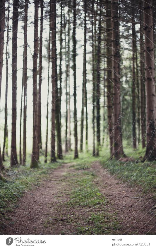 forest Environment Nature Landscape Plant Summer Forest Natural Green Footpath Colour photo Exterior shot Deserted Day Shallow depth of field