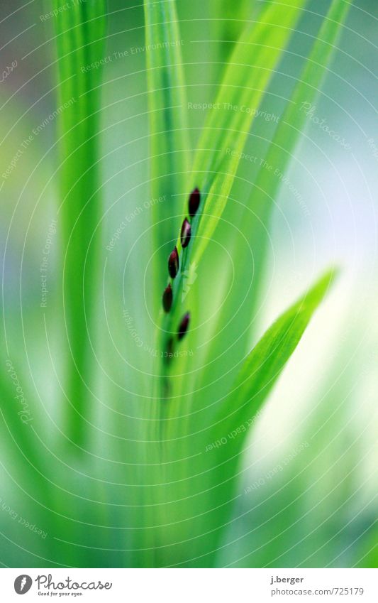 strung Nature Plant Spring Grass Leaf Foliage plant Wild plant Soft Blue Brown Green Seed Colour photo Subdued colour Exterior shot Close-up Detail