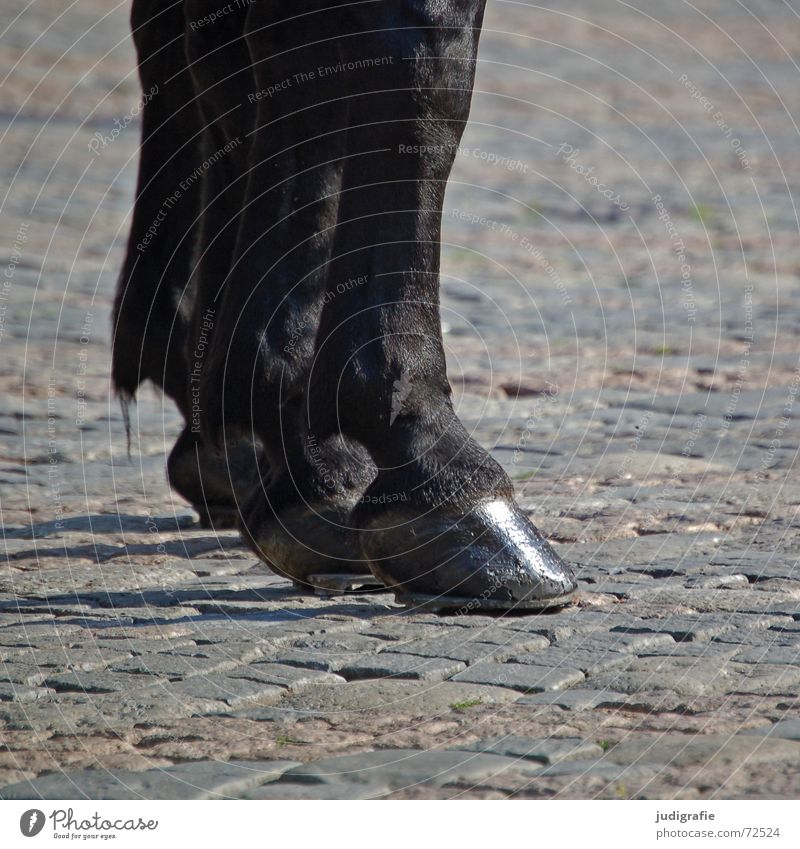 horses Horse Hoof Horseshoe Pelt Glittering Cobblestones Black Animal Mammal Odd-toed ungulate Feet Shadow Stone Paving stone Black horse