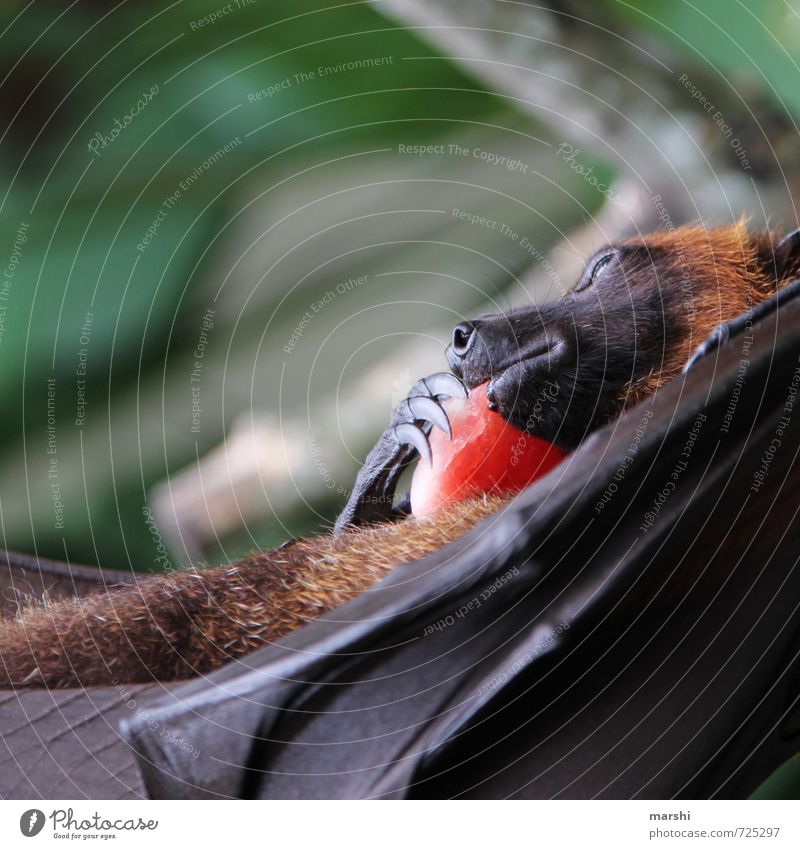 my Schaaaaaaatz Nature Animal Wild animal 1 Emotions Old World fruit bats Eerie Bali Bat Claw Wing Detail Colour photo Exterior shot