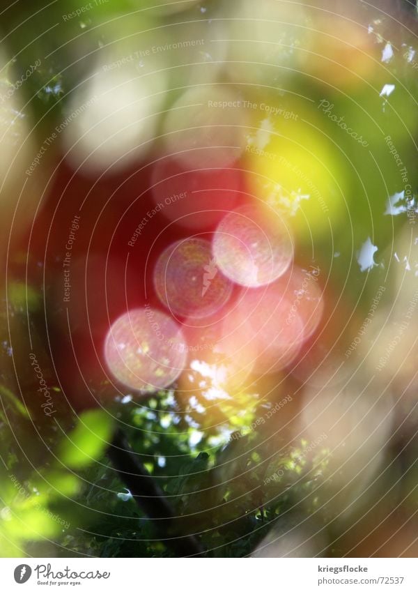 *¶bling ¶ Multicoloured Circle Red Green Yellow Blur Leaf Light Point Nature