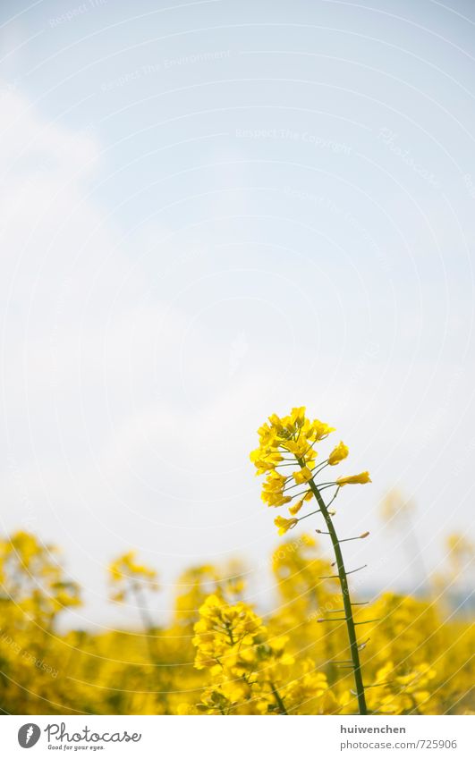 rape flowers Nature Plant Sky Spring Beautiful weather Meadow Energy Yellow Canola Colour photo Exterior shot Deserted Copy Space top Day