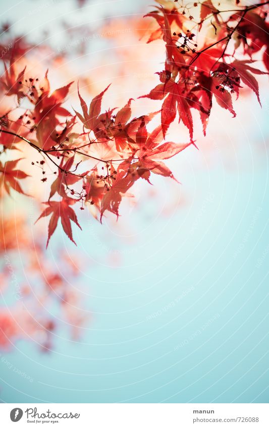 romantic spring Nature Spring Summer Autumn Plant Leaf Blossom Maple branch Maple tree Maple leaf Natural Red Turquoise Spring fever Ease Colour photo