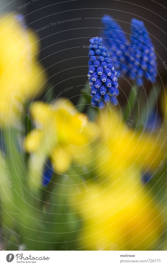blue - yellow Plant Spring Flower Narcissus Muscari Garden Blossoming Relaxation Faded Growth Blue Brown Yellow Green Joie de vivre (Vitality) Spring fever Calm