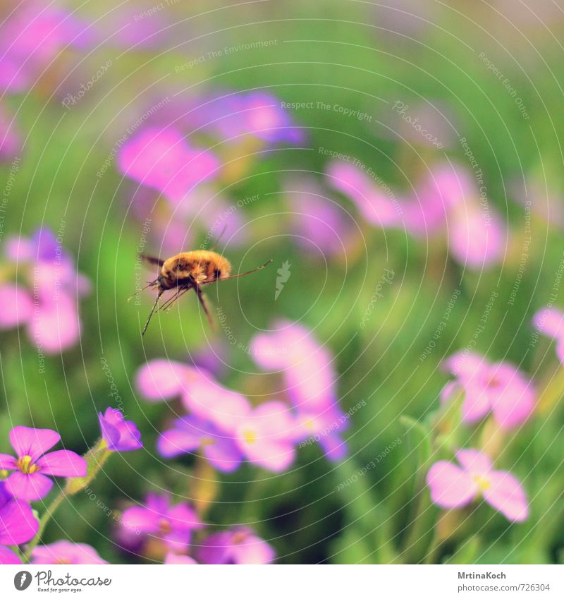 Landing approach. Nature Plant Animal Spring Summer Wild animal Bee 1 Flying Blossom Sprinkle Weevil Insect Colour photo Exterior shot Close-up Deserted