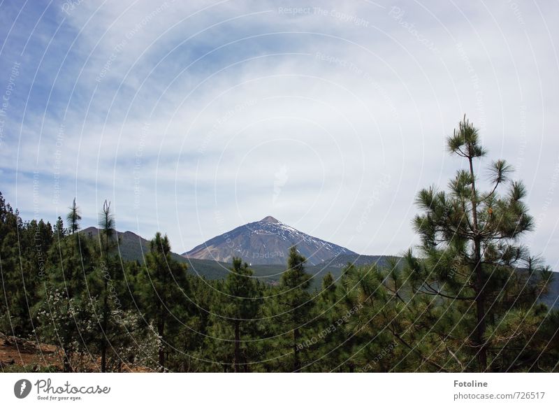 Teide - Tenerife Environment Nature Landscape Plant Sky Clouds Sunlight Summer Beautiful weather Tree Rock Mountain Volcano Bright Blue Green White Pine