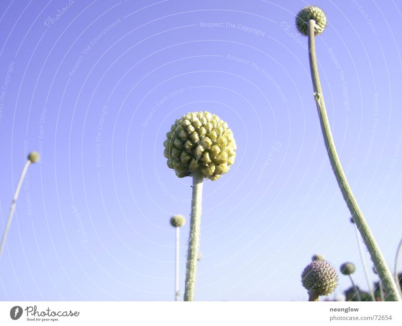 celestial globes Plant Abstract Stalk Sphere Sky Blue Bud