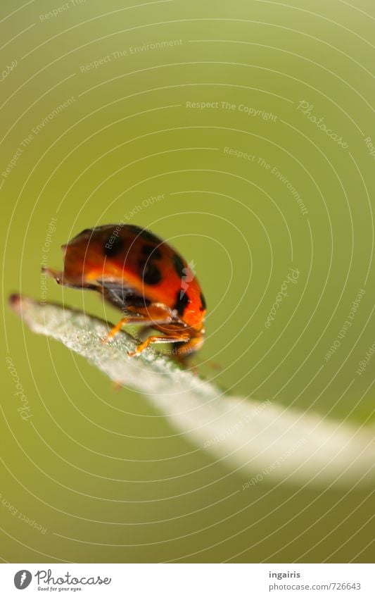 hoppa Nature Plant Animal Leaf Beetle Ladybird Insect 1 Sign To hold on Crouch Crawl Small Natural Cute Green Red Black Happy Movement Moody Hop Gust of wind