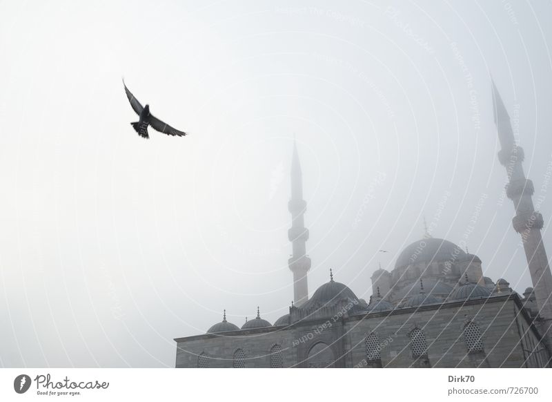 Low-flying aircraft in the morning fog Exotic City trip Fog Istanbul Turkey Mosque Minaret Facade Domed roof Bird Pigeon Flying Dark Fantastic Historic Cold