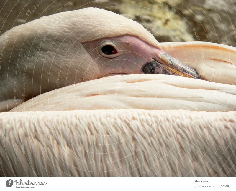 Pelican awakens Zoo Pink White Beak Bird Sleep Wake up Structures and shapes Feather well Eyes eye Skin