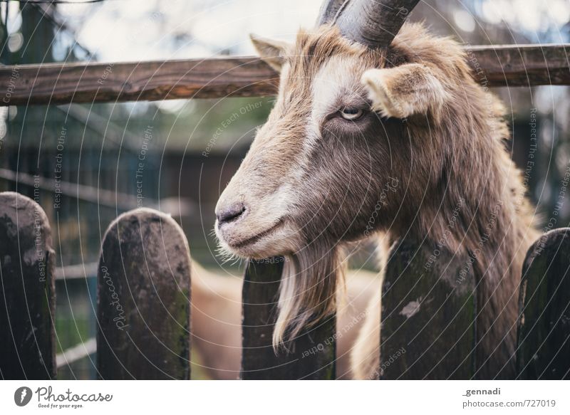 I'm in the mood for it again. Goats He-goat Buck 1 Animal Hip & trendy Animalistic Fence Gap Nature Animal portrait Animal face Shallow depth of field Reluctant