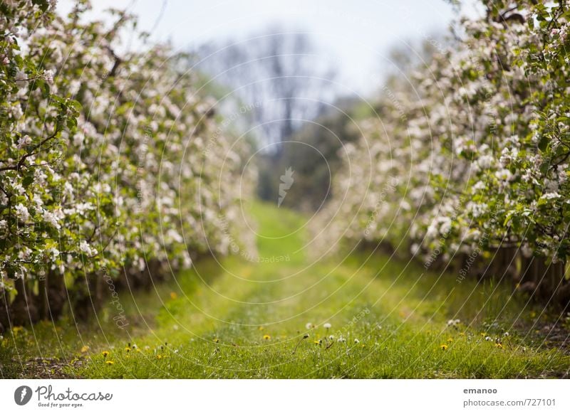 apple blossom row Fruit Apple Organic produce Nature Landscape Plant Spring Weather Tree Grass Blossom Agricultural crop Field Blossoming Growth Soft