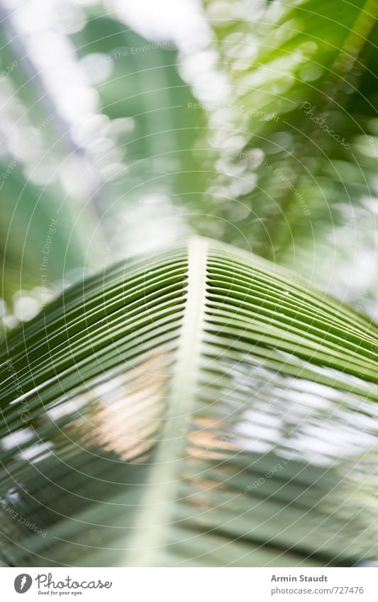 palm leaf background Lifestyle Nature Plant Summer Beautiful weather Tree Leaf Palm frond Esthetic Authentic Simple Natural Green Moody Longing Design Idyll
