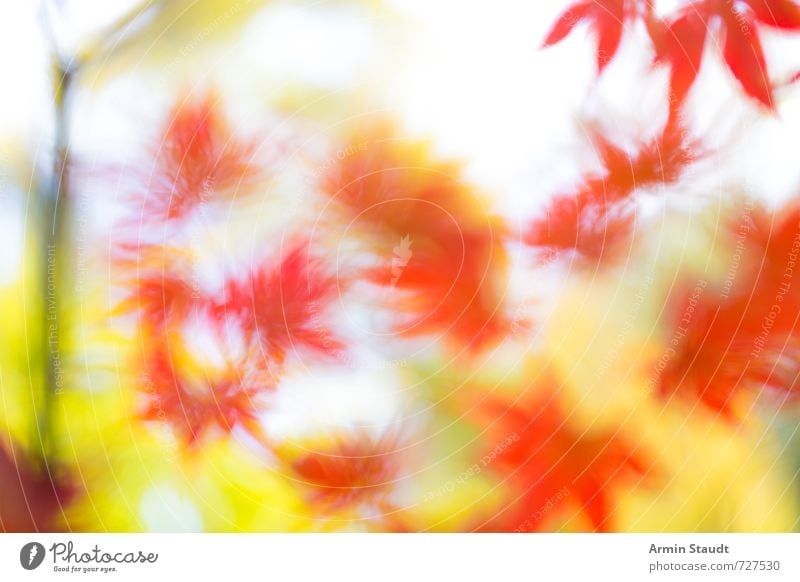 Background with blurred autumn leaves Nature Animal Autumn Beautiful weather Wind Plant Tree Leaf Park Glittering Illuminate Faded Esthetic Yellow Red Moody