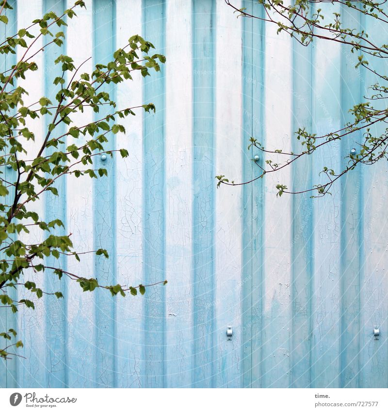 greenwashing Spring Tree Foliage plant Wall (barrier) Wall (building) Tin Growth Blue Green Movement Relationship Design Discover Serene Contentment Ease
