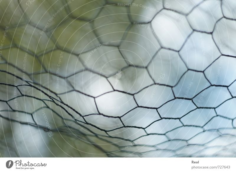 Behind grids Grating Mesh grid Fence Wire netting Wire netting fence Wire fence Wire mesh Green Network Reticular Enclosure Cage Closed Barred Enclosed