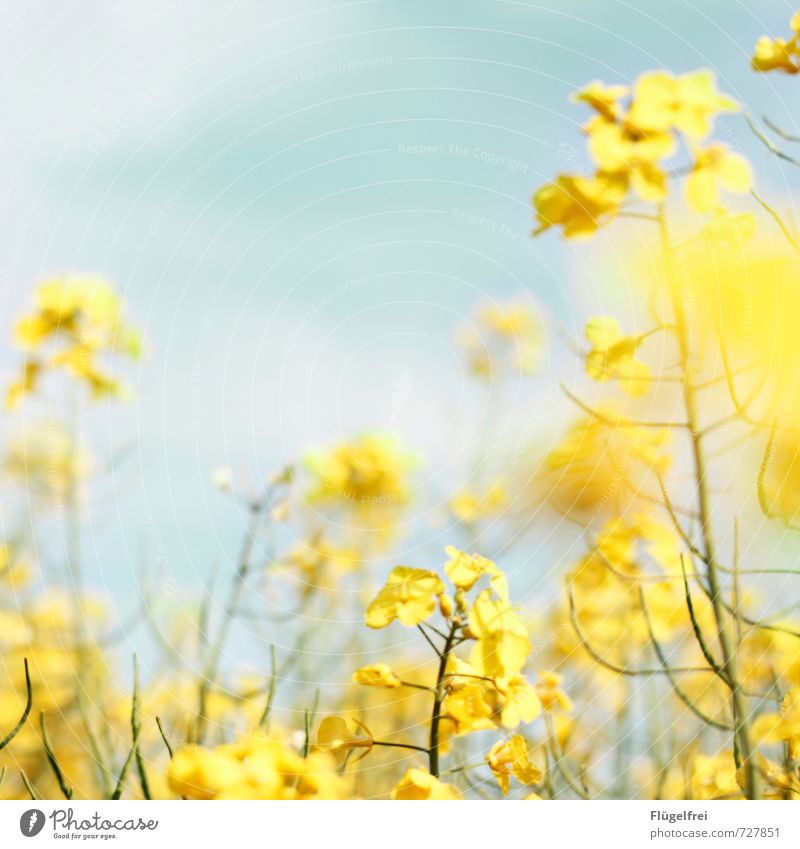 yellow Nature Plant Faded Canola Yellow Field Meadow Growth Blossoming Multicoloured Heaven Colour photo Exterior shot Copy Space top Day Sunlight