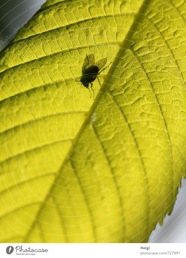 I see you... Environment Nature Plant Leaf Chestnut leaf Rachis Animal Fly 1 Illuminate Stand Growth Exceptional Small Natural Above Green Black Contentment