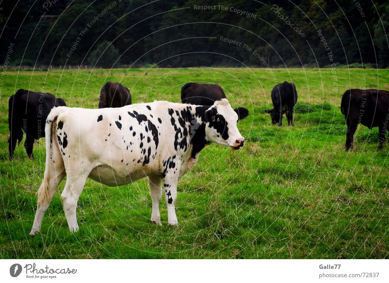 maverick Cow Meadow Grass White Surround black Patch Loneliness encircled