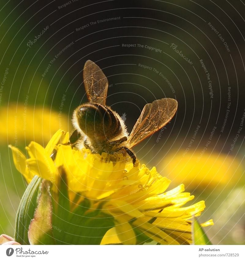 bee Nature Plant Animal Spring Summer Beautiful weather Grass Blossom Garden Park Meadow Farm animal Bee Flying Sit Fragrance Yellow Green Colour photo