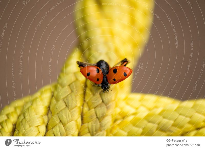 Ladybird on departure Animal Beetle Wing 1 Bright Natural Cute Beautiful Warmth Yellow Orange Red Black Spring fever Warm-heartedness Love of animals