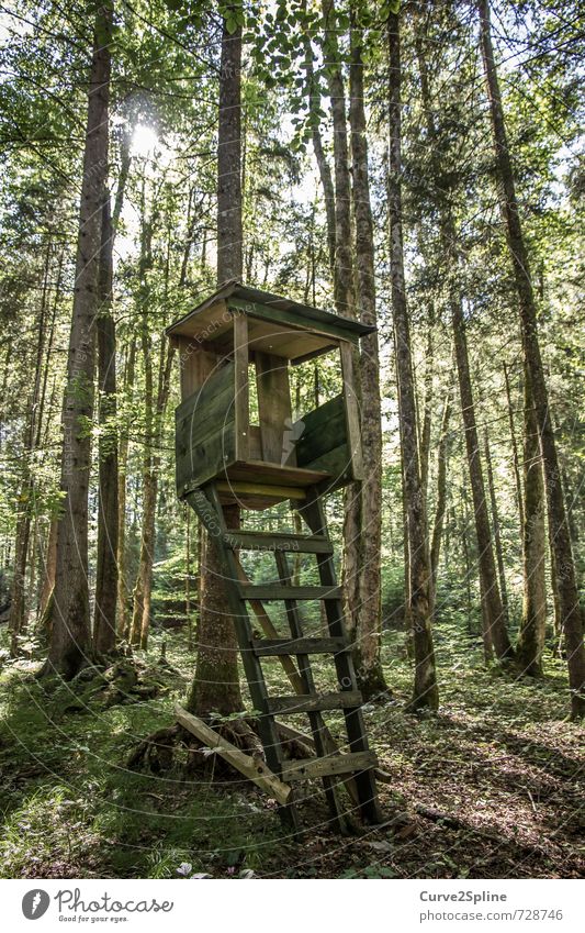 hunter Nature Forest Hunting Hunter Protect Calm Tree Green Brown Ladder Wood Woodground Hunting Blind Observe Wild animal Colour photo Exterior shot Deserted