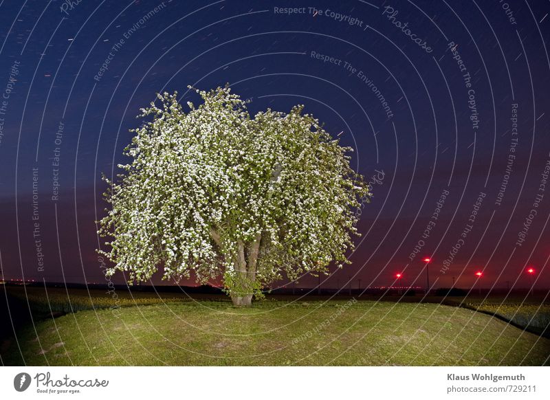 Lush blooming pear tree is illuminated by twinkle lights at night, background rape blossoms and wind turbines. Advancement Future Energy industry