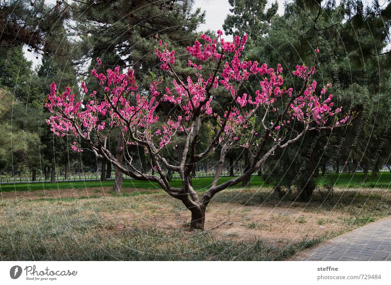 a touch of nature Beijing China Kitsch Tree Pink Spring flower Contrast Colour photo