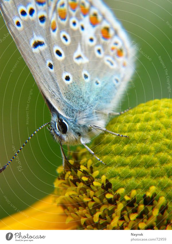 Blue on blossom Butterfly Flower Polyommatinae Insect Macro (Extreme close-up) Stamen Nature Nectar Close-up