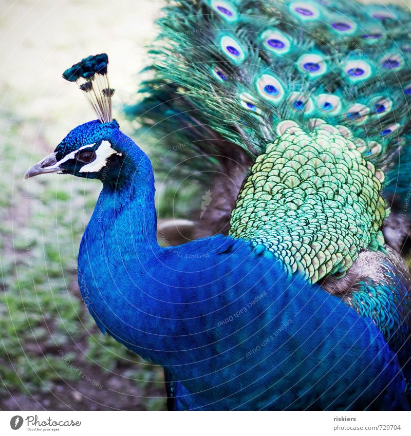 Pretty guy. Animal Wild animal Bird Zoo Peacock 1 Observe Glittering Looking Esthetic Exceptional Elegant Exotic Beautiful Blue Green Attentive Watchfulness