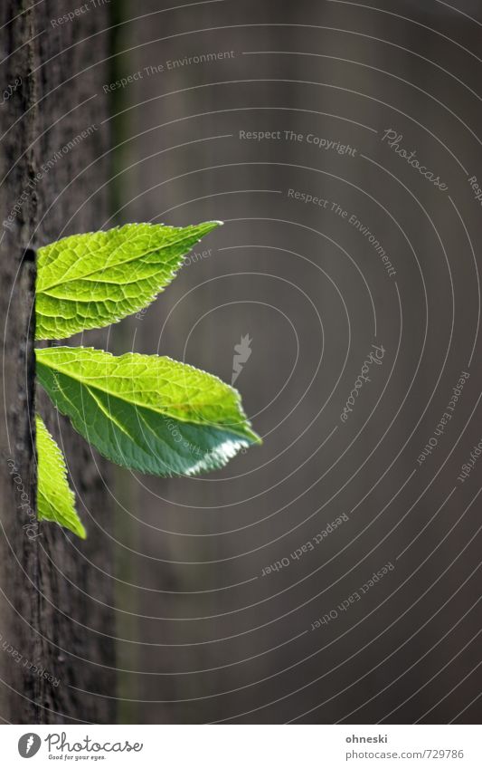 breakthrough Spring Plant Leaf Foliage plant Fence Wood Natural Green Hope Life Colour photo Exterior shot Deserted Copy Space right Copy Space top