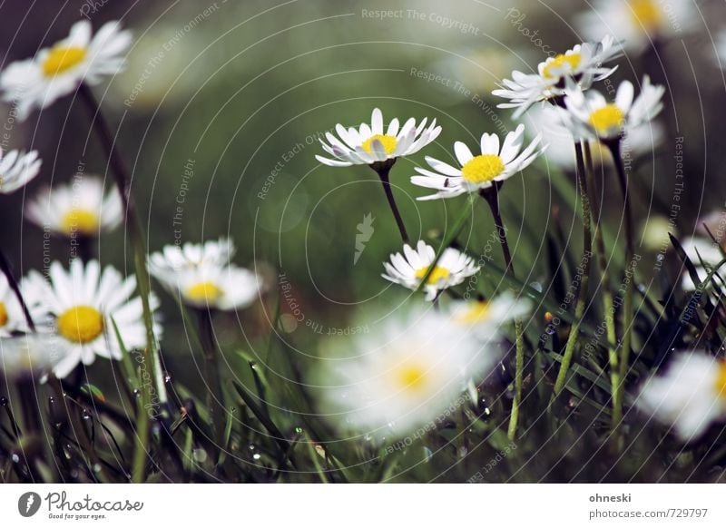 growth Spring Flower Grass Daisy Meadow Happy Joie de vivre (Vitality) Spring fever Life Ease Growth Colour photo Exterior shot Close-up Copy Space top Day
