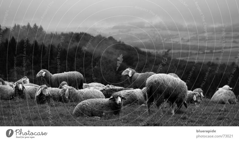 sheep Mountain Autumn Weather Fog Rain Grass Forest Pelt To feed Lie Stand Dream Free Tall Break Time Sheep Wool Bushy Rest Remote Encounter Gray scale value