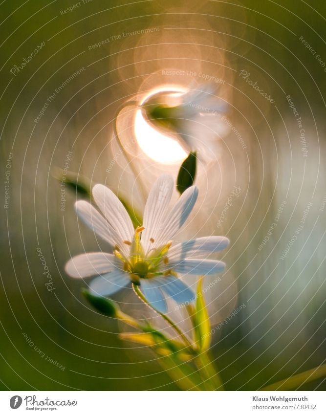 Close-up of a chickweed flower, pretty bokeh in the background. Plant Sunlight Spring Flower Blossom Foliage plant Wild plant Garden Park Meadow Blossoming