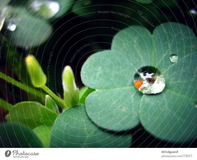 Every Drop Of Rain Clover Green Red Reflection Fresh Damp Wet Blossom Plant Macro (Extreme close-up) Small but perfectly formed Dream Trifoliate Drops of water
