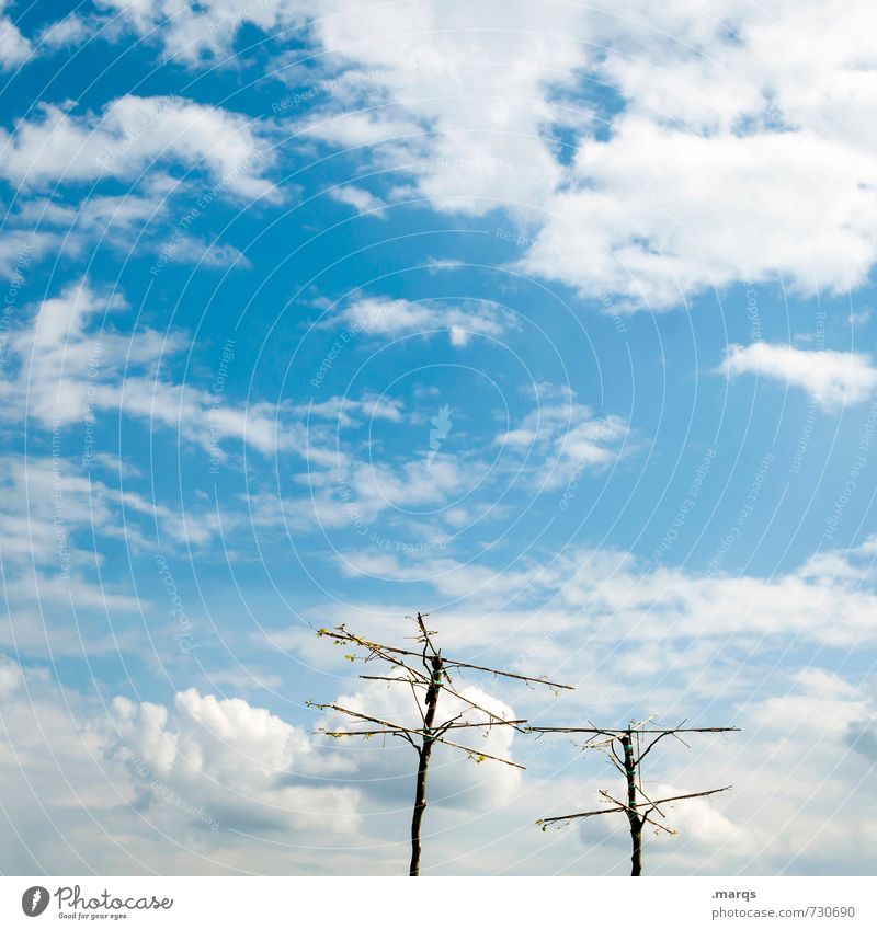 clear cutting Trip Nature Elements Sky Clouds Spring Summer Beautiful weather Tree Relaxation Uniqueness Blue Environment Attachment Bleak 2 Colour photo