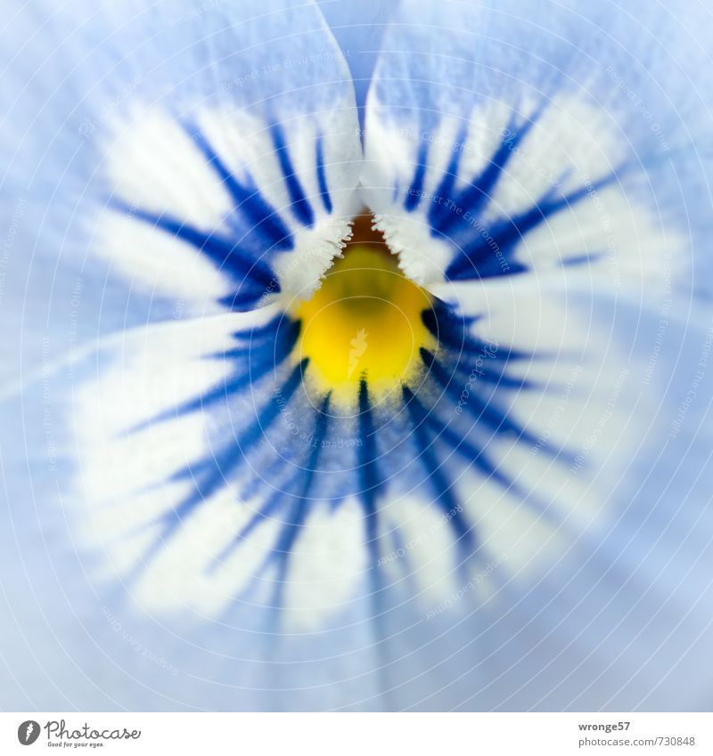 Close at hand Plant Flower Blossom Horned pansy Beautiful Blue White Blossom leave Macro (Extreme close-up) Detail Blue-white Spring Balcony plant