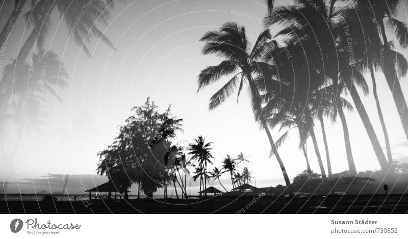 hawaii, ick dream about you. Tree Virgin forest Coast Ocean Esthetic Palm frond Palm beach Kauai Hawaii Double exposure Dream Beach Pacific Ocean