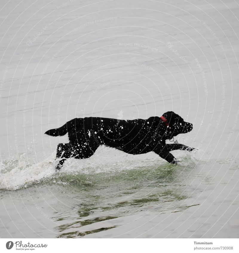 AST 7 Bailey's having fun. Trip Lakeside Lake Constance Animal Dog 1 Water Running Romp Fresh Gray Black Joy Life Inject Neckband Drops of water Colour photo