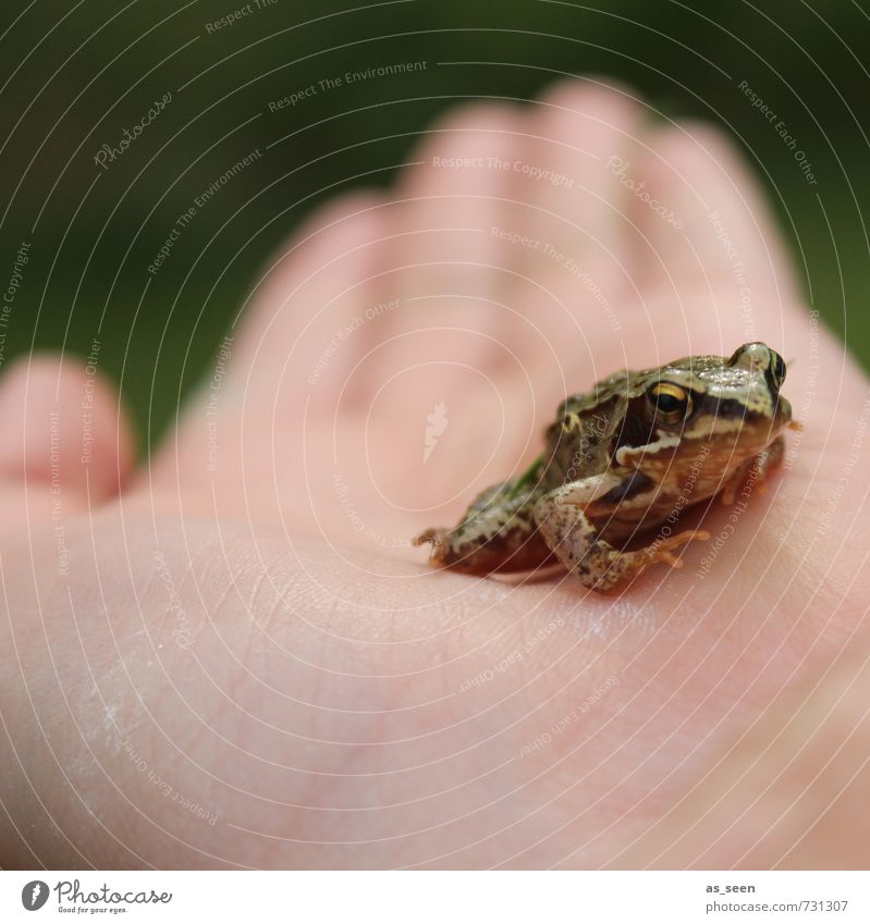 Jump! Garden Gardening Infancy Hand Fingers Environment Nature Animal Spring Summer Climate Weather Meadow Lakeside Pond Wild animal Frog 1 Prince Observe Touch