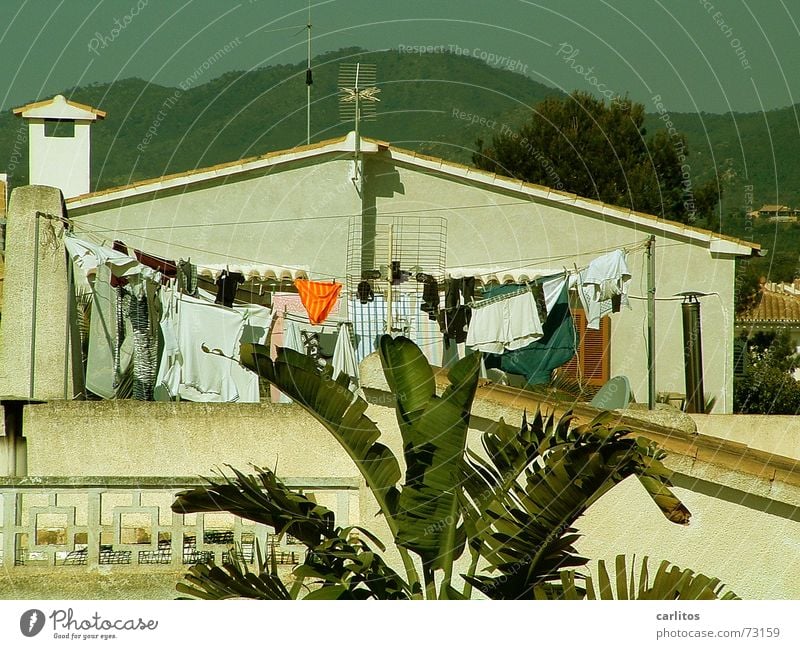washing day Washing day Laundry Clothesline Underpants Men's underpants South Mediterranean Palm tree Panorama (View) Summer Services Leisure and hobbies orange