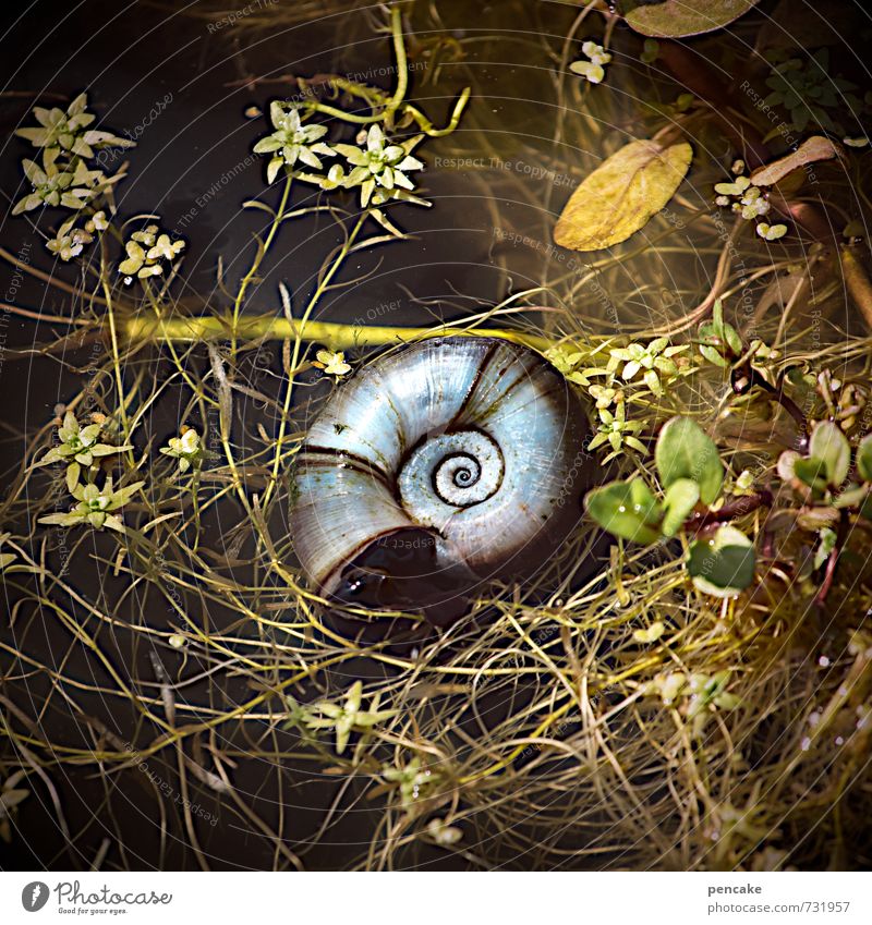 Mysterious beginning and end. Nature Elements Water Summer Plant Garden Pond Animal Snail Sign Emotions Infinity Snail shell Spiral Universe Photomicrograph