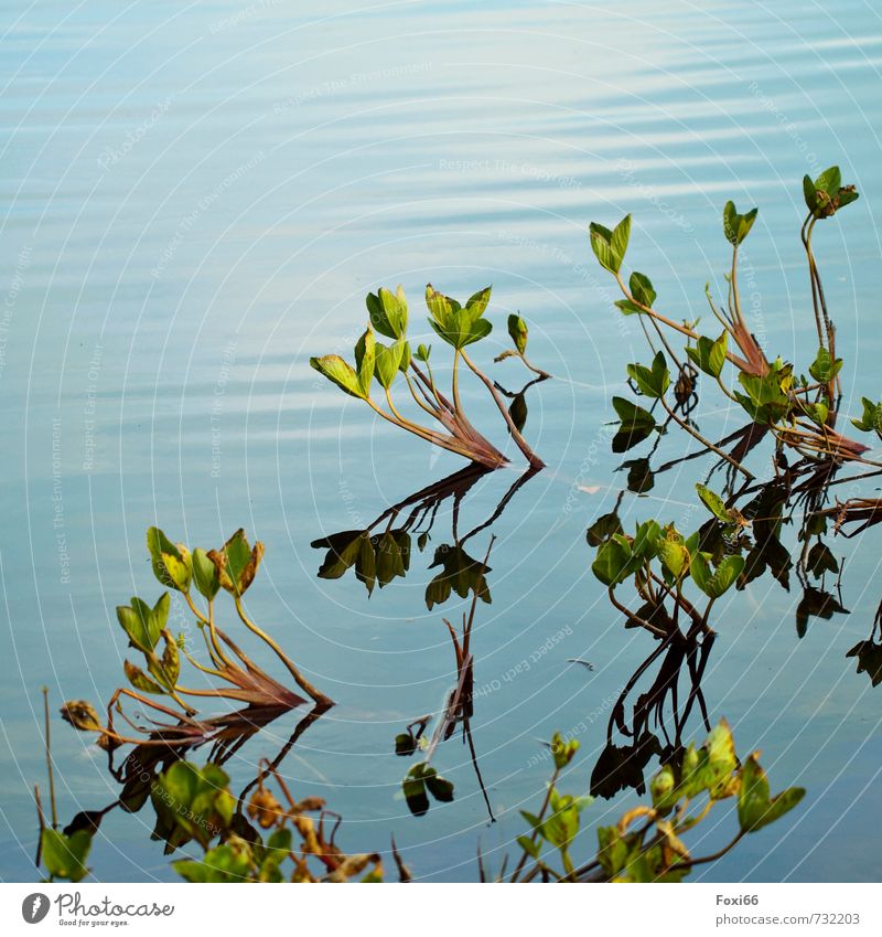evening light Environment Nature Plant Animal Water Summer Climate Foliage plant Wild plant Aquatic plant Lakeside Bright Cold Blue Brown Green Colour photo