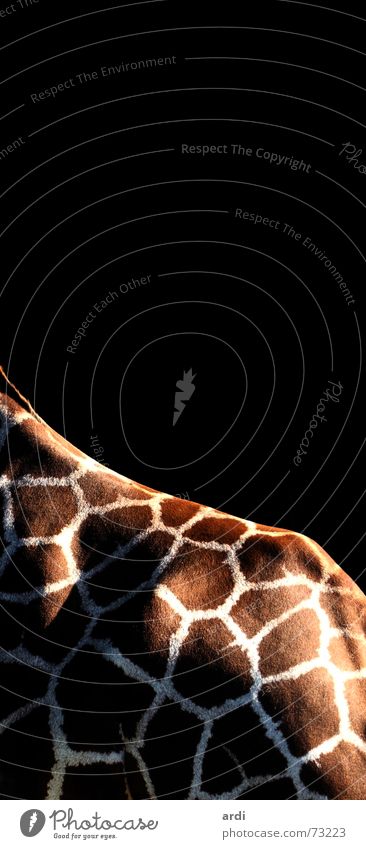 mosaic Animal Pattern Pelt Mosaic Light Zoo Giraffe Back Patch Shadow rear ardi