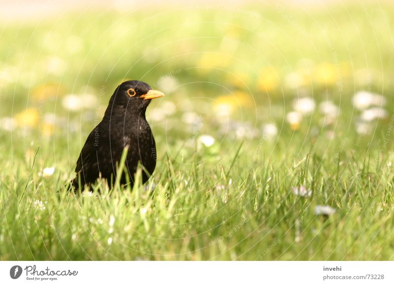 bird(day) Blackbird Bird Meadow Habitat Nature Near Flying Freedom
