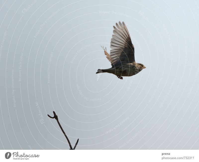 Grey Bunting flying Environment Nature Animal Sky Beautiful weather Wild animal Bird Wing 1 Brown Gray Songbirds Floating Twigs and branches Corn Bunting