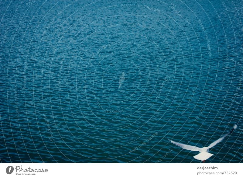 Low-flying bird - Seagull flies alone right over the Pacific close above the water. Elegant Calm Freedom Body 1 Human being Environment Nature Water Summer