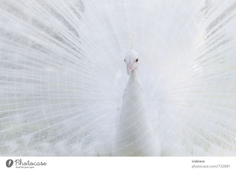 snow Animal Wild animal Zoo Peacock 1 Observe Looking Esthetic Exceptional Elegant Exotic Bright Beautiful White Self-confident Power Attentive Watchfulness