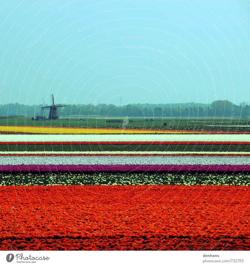Tulip fields with windmill Vacation & Travel Tourism Netherlands Landscape Flower Field Windmill Blossoming Looking Fragrance Retro Multicoloured Orange Red