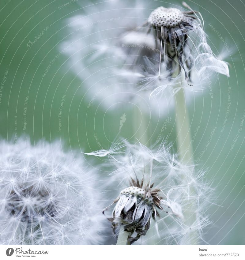 second spring. Environment Nature Plant Spring Autumn Flower Blossom Dandelion Old Touch Blossoming Faded To dry up Simple Natural Soft Gray Green White